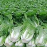 Kako uzgajati kineski kupus